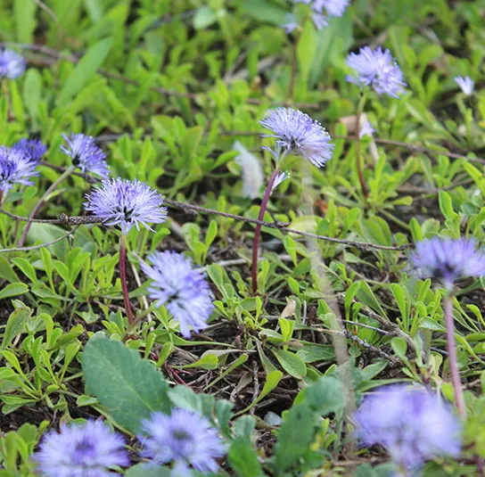 Globularia cordifolia – Herzblättrige Kugelblume – Bild 8