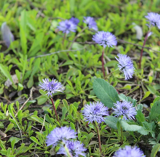 Globularia cordifolia – Herzblättrige Kugelblume – Bild 9