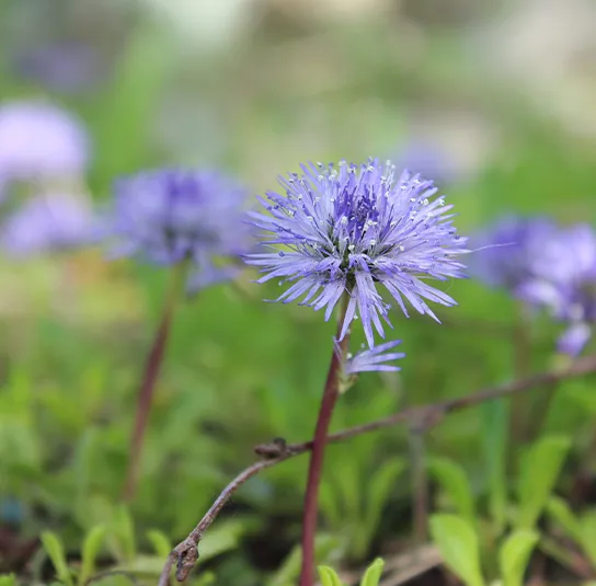Globularia cordifolia – Herzblättrige Kugelblume – Bild 7