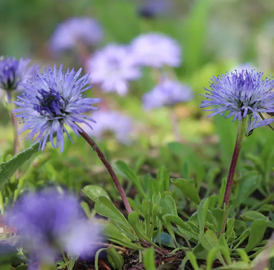 Globularia cordifolia – Herzblättrige Kugelblume – Bild 5