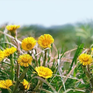 Tussilago farfara – Huflattich