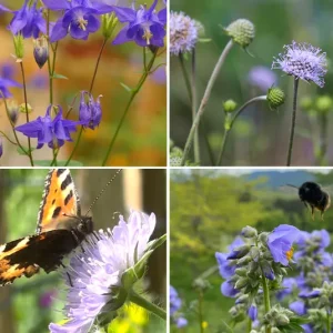 Hummel Kombi Nr. IV – Beet sonnig frisch – 4 Top Futterpflanzen – Ersparnis 2,70