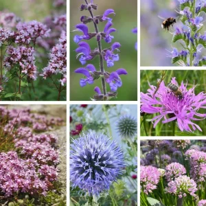 Hummel Kombi Nr. II – sonnig – 7 Top Futterpflanzen – Ersparnis 3,40