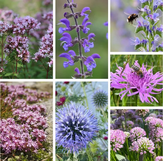 Hummel Kombi Nr. II – sonnig – 7 Top Futterpflanzen – Ersparnis 3,40