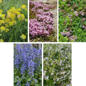 Hummel Kombi Nr. V – niedrige Hummeltankstellen verschiedene Standorte – 5 Top Futterpflanzen – (Ersparnis 3,50€)