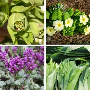 Hummel Kombi Nr. I – Willkommensgruß Hummelkönigin (Frühling) – 7 Top Futterpflanzen (Ersparnis: 5,40€)