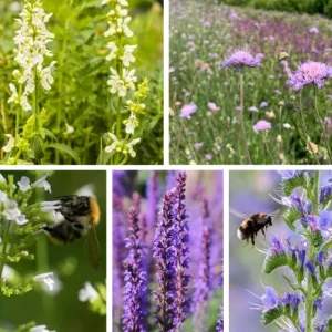 Hummel Kombi Nr. III für Hitze (Sommer) – 5 Top Futterpflanzen – (Ersparnis 3,60)