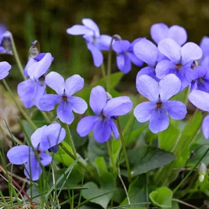 Viola canina – Hundsveilchen, Rossveilchen