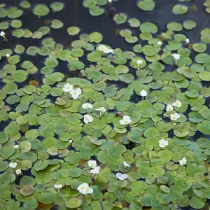 Hydrocharis morsus-ranae  Froschbiss (europäischer)