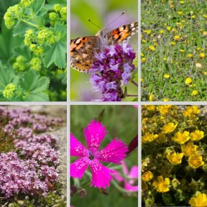 Kombi Kräuterrasen – gelegentlich begehbar (Ersparnis 1,40€) – 6 Pflanzen