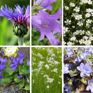 Pflanzen für den Balkonkasten oder Topf – halbschattig-schattig – Kombi 2 – 6 Pflanzen