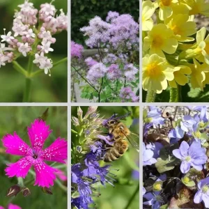 Pflanzen für den Balkonkasten oder Topf – halbschattig-schattig – Kombi 1 – 6 Pflanzen