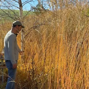 Molinia arundinacea ´Karl Foerster` – Riesen – Pfeifengras