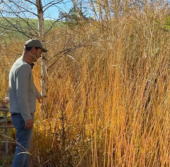 Molinia arundinacea ´Karl Foerster` – Riesen – Pfeifengras – Bild 2