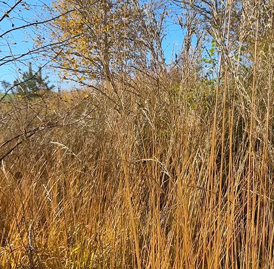 Molinia arundinacea ´Karl Foerster` – Riesen – Pfeifengras – Bild 6