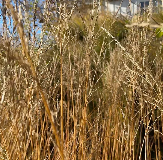 Molinia arundinacea ´Karl Foerster` – Riesen – Pfeifengras – Bild 5