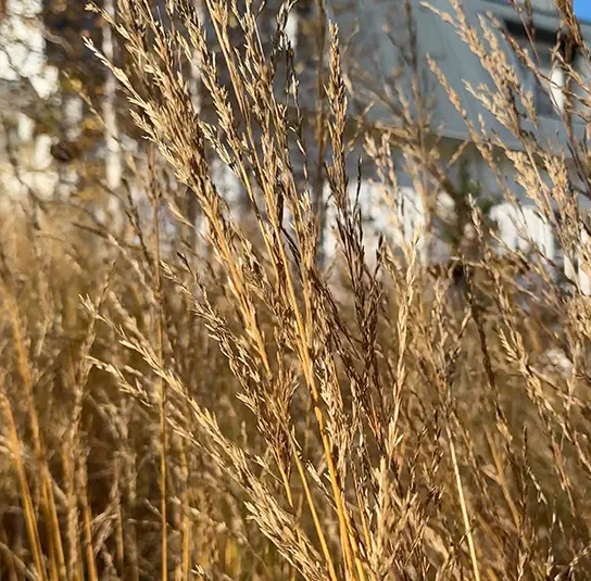 Molinia arundinacea ´Karl Foerster` – Riesen – Pfeifengras – Bild 8