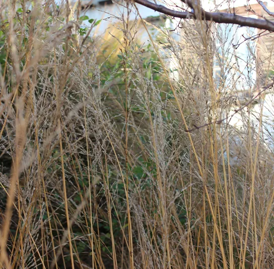 Molinia arundinacea ´Karl Foerster` – Riesen – Pfeifengras – Bild 9