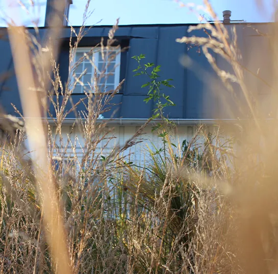 Molinia arundinacea ´Karl Foerster` – Riesen – Pfeifengras – Bild 7