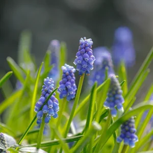 Muscari botryoides – Kleine Traubenhyazinthe (im Topf)