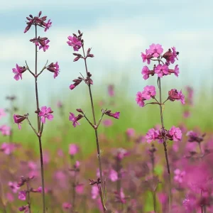 Silene viscaria – Gewöhnliche Pechnelke