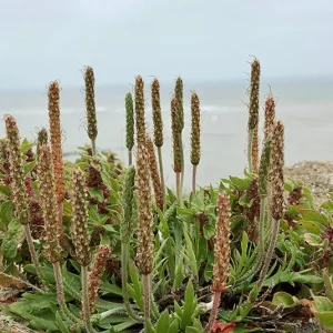 Plantago coronopus – Krähenfuß-Wegerich
