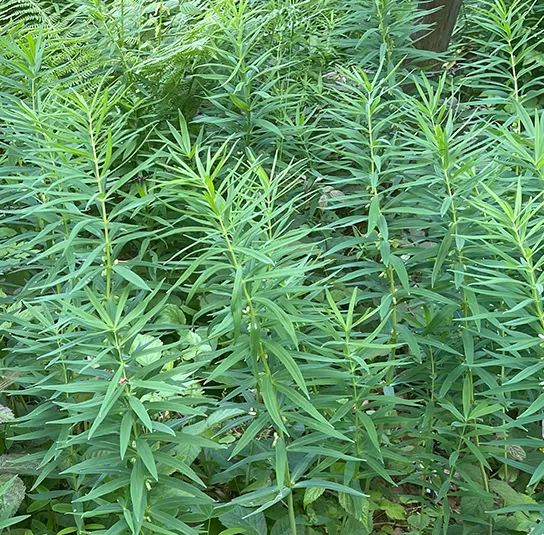 Polygonatum verticillatum – Quirlblättrige Weißwurz, Salomonsiegel – Bild 6