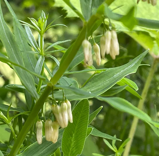 Polygonatum verticillatum – Quirlblättrige Weißwurz, Salomonsiegel – Bild 7