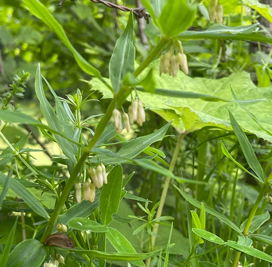 Polygonatum verticillatum – Quirlblättrige Weißwurz, Salomonsiegel – Bild 8