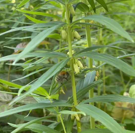 Polygonatum verticillatum – Quirlblättrige Weißwurz, Salomonsiegel – Bild 9