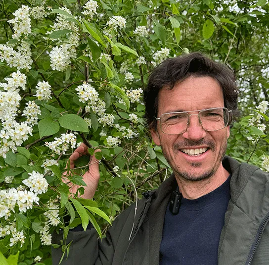 Prunus padus – Traubenkirsche – Bild 5