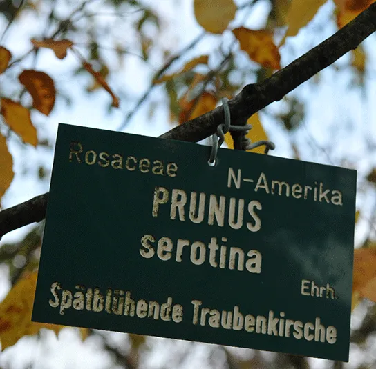 Prunus padus – Traubenkirsche – Bild 6