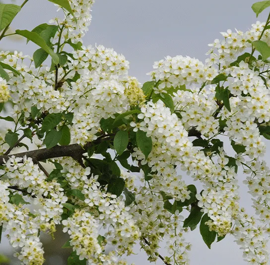 Prunus padus – Traubenkirsche – Bild 8