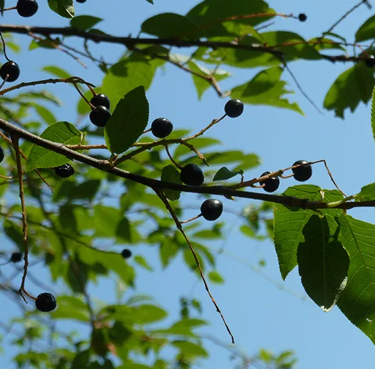 Prunus padus – Traubenkirsche – Bild 4