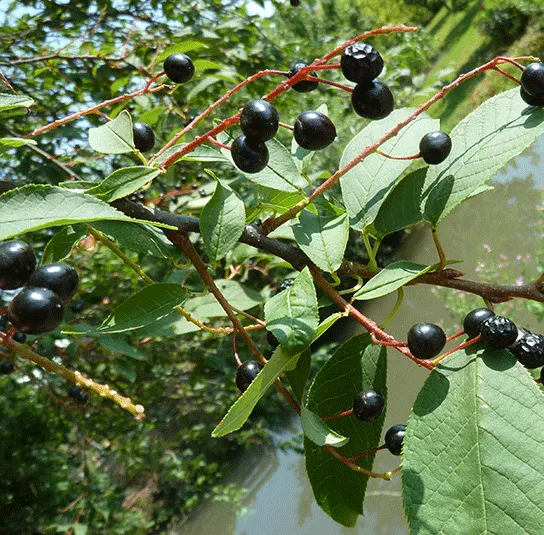 Prunus padus – Traubenkirsche – Bild 9