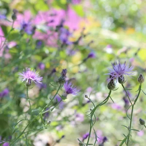 Centaurea stoebe – Rispen-Flockenblume, Rispenflockenblume
