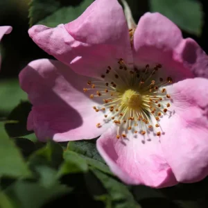 Rosa jundzillii – Lederrose, Lederblättrige Rose