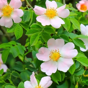 Rosa majalis – Zimtrose, Mairose