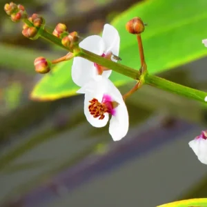 Sagittaria sagittifolia – Heimisches Pfeilkraut