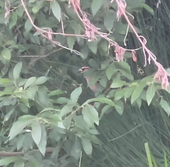 Salix cinerea – Asch-Weide – Bild 4