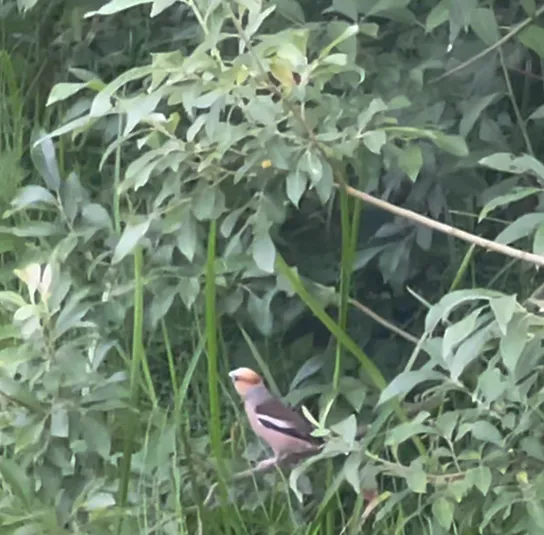 Salix cinerea – Asch-Weide – Bild 3