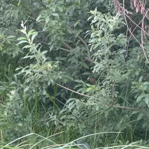 Salix cinerea – Asch-Weide