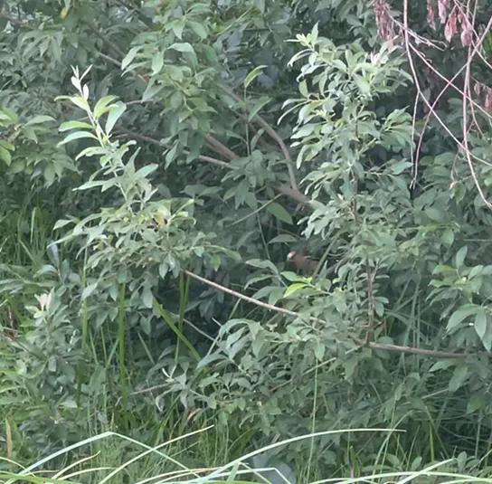 Salix cinerea – Asch-Weide – Bild 2