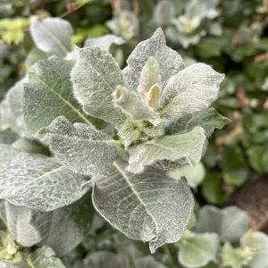 Salix helvetica – Schweizer Weide