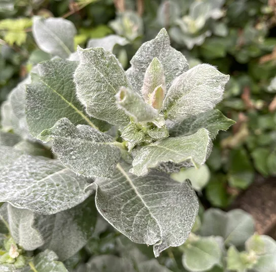 Salix helvetica – Schweizer Weide – Bild 2