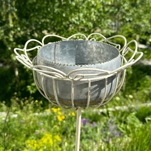 Topf, Schale Echium groß