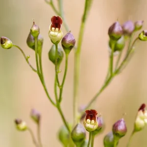 Scrophularia nodosa – Knotige Braunwurz, Knoten-Braunwurz