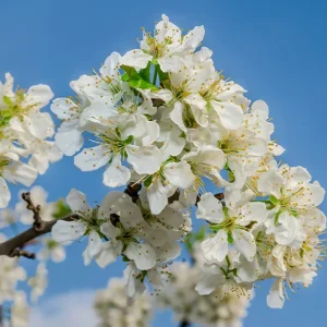 Spänling, Spilling, Katharinenpflaume – Prunus domestica ssp. oeconomica