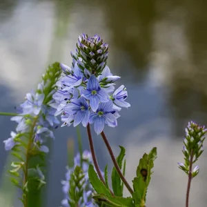 Veronica prostrata  – Niederliegender Ehrenpreis, Liegender Ehrenpreis