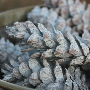 Zapfen länglich white washed 5-30 Stück